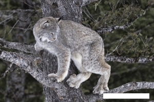 canadian-lynx-in-tree